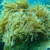 Pic - Seastar - Phi Phi - Bamboo - Pileh - One Day Trip - Best Phuket Travel (7)