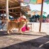 Pic - Seastar - Phi Phi - Khai - Pileh - One Day Trip - Best Phuket Travel (7)