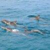 Pic - Seastar - Racha Noi - Racha Yai - Maiton - One Day Trip - Best Phuket Travel (3)