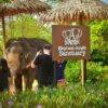 Pic - Elephant Jungle Santaury Phuket - Best Phuket Travel (10)