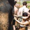 Pic - Elephant Jungle Santaury Phuket - Best Phuket Travel (2)