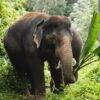 Pic - Elephant Jungle Santaury Phuket - Best Phuket Travel (4)