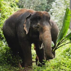 Pic - Elephant Jungle Santaury Phuket - Best Phuket Travel (4)