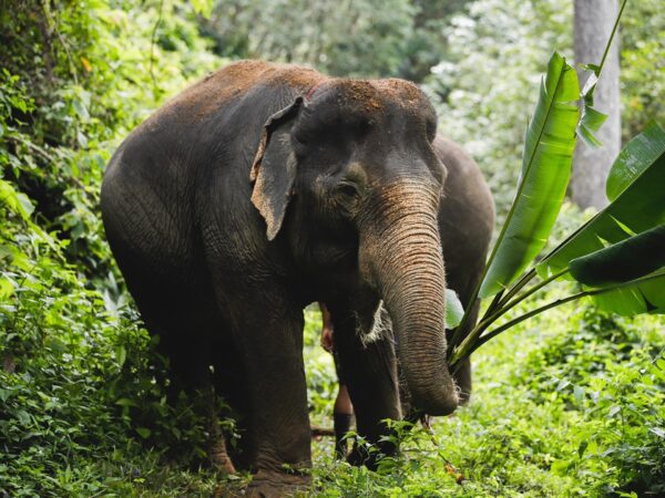 Pic - Elephant Jungle Santaury Phuket - Best Phuket Travel (4)