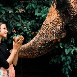 Pic - Elephant Jungle Santaury Phuket - Best Phuket Travel (7)