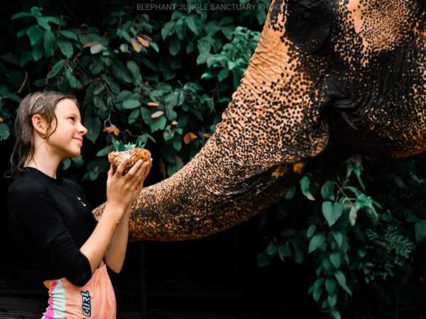 Pic - Elephant Jungle Santaury Phuket - Best Phuket Travel (7)
