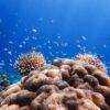 Pic - Love Andaman - Surin Islands (7) - Best Phuket Travel