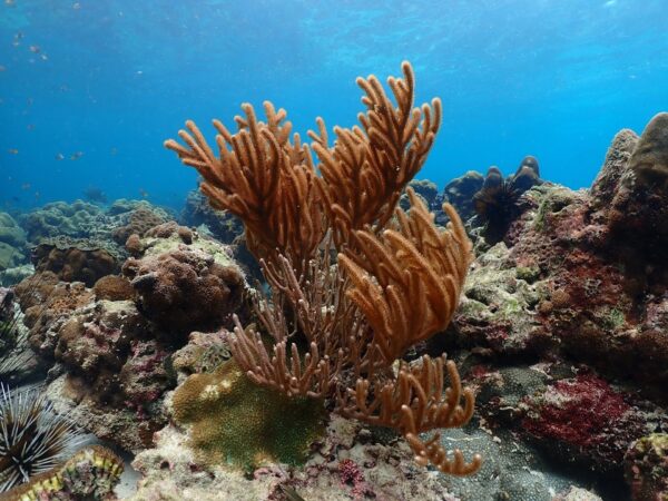 Pic - Sea Star - Lazy Phi Phi - Best Phuket Travel (3)