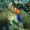 Pic - Similan - Seastar - Best Phuket Travel (7)