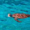 Pic - Similan - Seastar - Best Phuket Travel (8)
