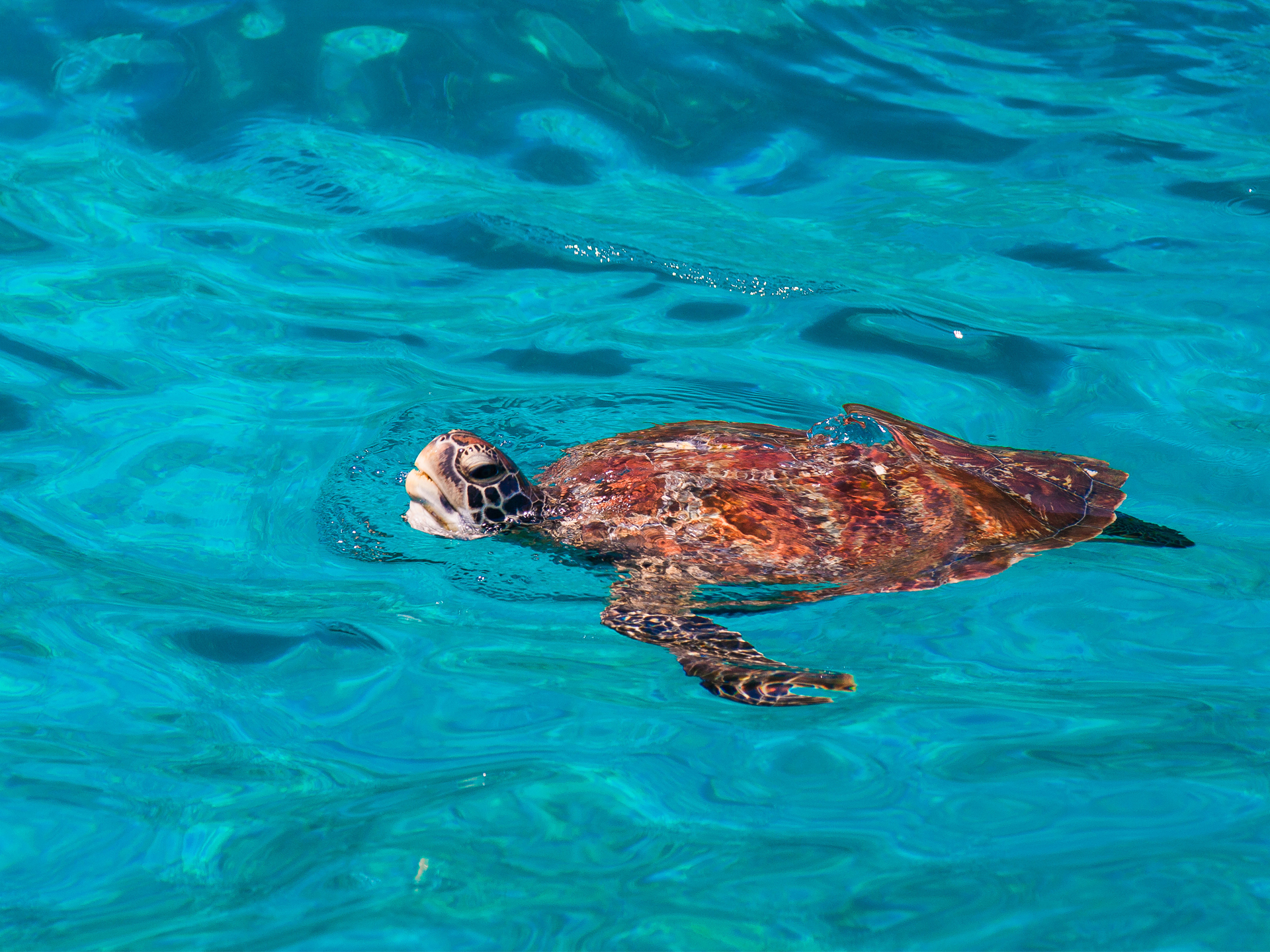 Pic - Similan - Seastar - Best Phuket Travel (8)