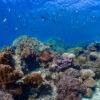 Pic - Surin 3D 2N - Seastar - Best Phuket Travel (5)