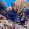Pic - Surin Day Trip - Seastar - Best Phuket Travel (7)