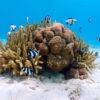 Pic - Surin Day Trip - Seastar - Best Phuket Travel (8)