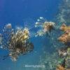 Pic - Phi Phi - Siam Adventure World - Best Phuket Travel 6