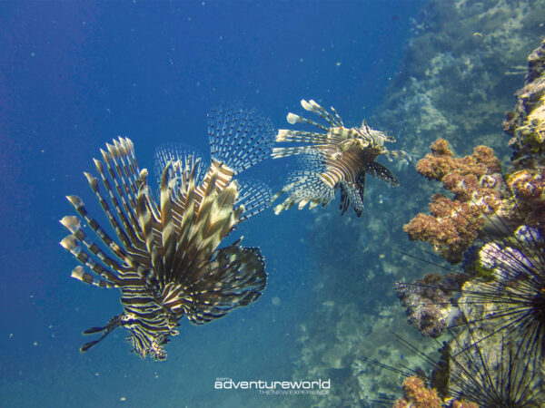 Pic - Phi Phi - Siam Adventure World - Best Phuket Travel 6