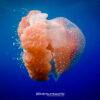 Pic - Rok & Haa - Siam Adventure World - Best Phuket Travel 4