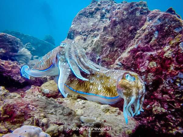 Pic - Surin islands - Siam Adventure World - Best Phuket Travel 5