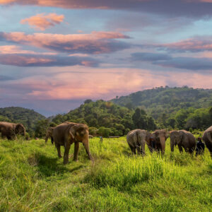 Pic - Bukit Elephant Park 1 - Best Phuket Travel