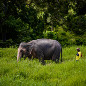 Pic - Bukit Elephant Park 3 - Best Phuket Travel