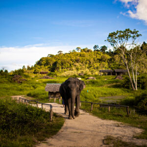 Pic - Bukit Elephant Park 2 - Best Phuket Travel