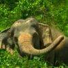 Pic - Watch Me - Elephant Jungle Sanctuary - Best Phuket Travel 1