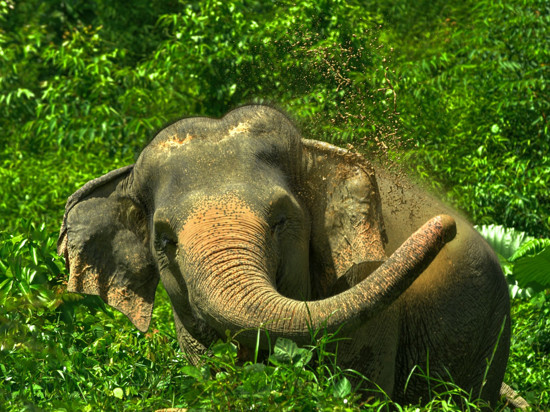 Pic - Watch Me - Elephant Jungle Sanctuary - Best Phuket Travel 1