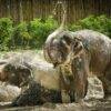Pic - Watch Me - Elephant Jungle Sanctuary - Best Phuket Travel 2