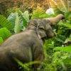 Pic - Watch Me - Elephant Jungle Sanctuary - Best Phuket Travel 3