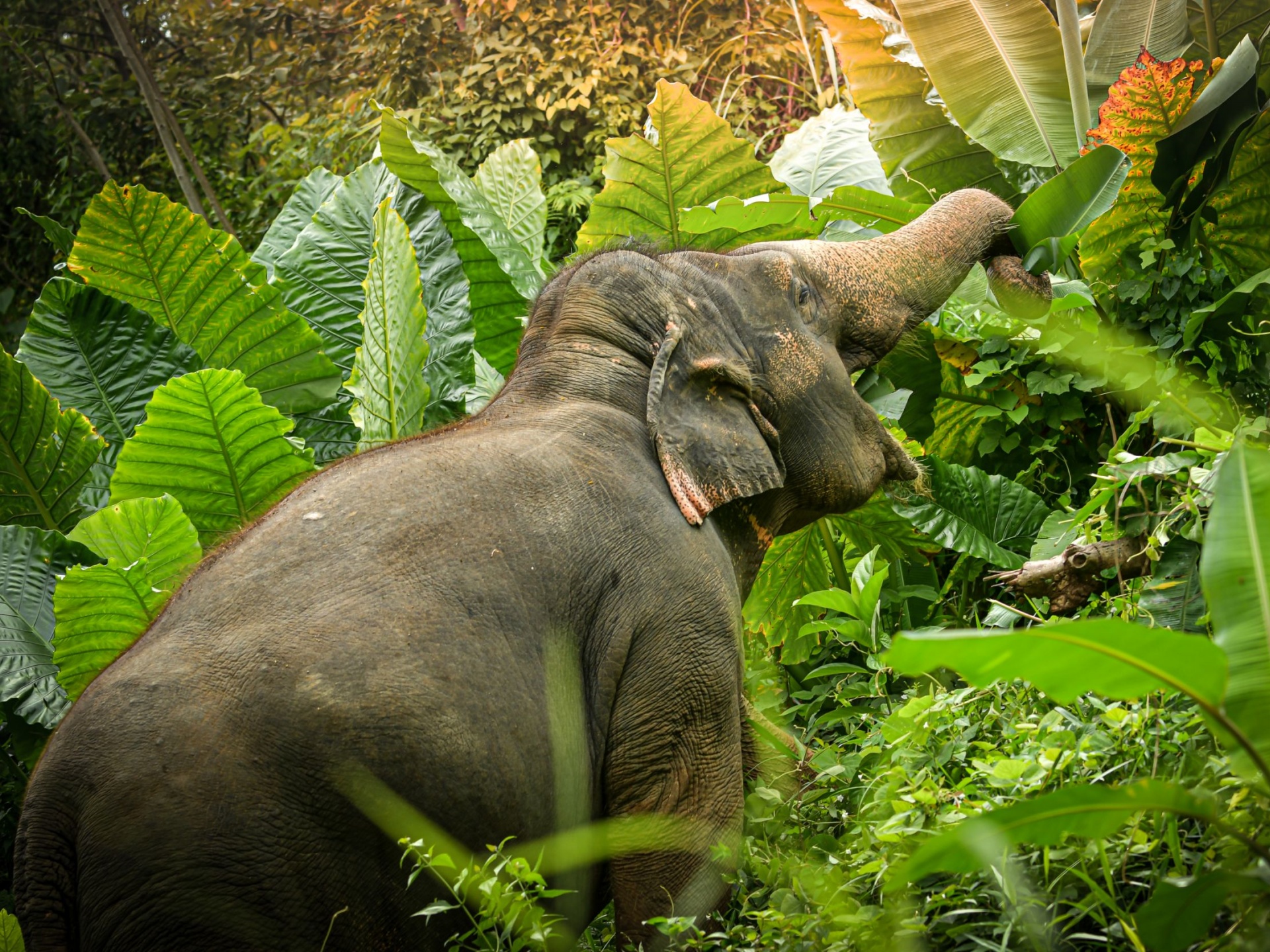 Pic - Watch Me - Elephant Jungle Sanctuary - Best Phuket Travel 3