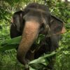 Pic - Watch Me - Elephant Jungle Sanctuary - Best Phuket Travel 4