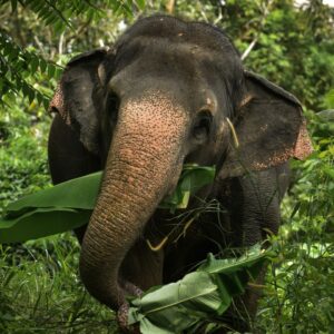 Pic - Watch Me - Elephant Jungle Sanctuary - Best Phuket Travel 4