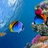 Pic - All4Diving 2 - Best Phuket Travel
