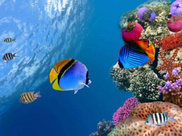 Pic - All4Diving 2 - Best Phuket Travel