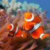 Pic - All4Diving 4 - Best Phuket Travel