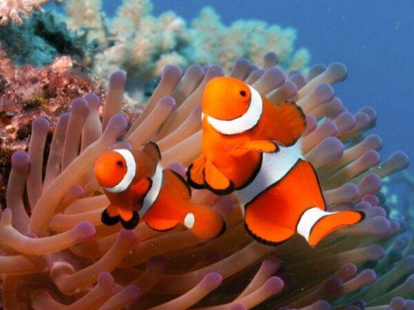 Pic - All4Diving 4 - Best Phuket Travel