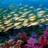 Pic - All4Diving 5 - Best Phuket Travel