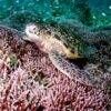 Pic - All4Diving 7 - Best Phuket Travel