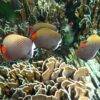 Pic - Similan Islands - SAWANU (1) - Best Phuket Travel