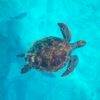 Pic - Similan Islands - SAWANU (5) - Best Phuket Travel