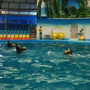 Pic - City Tour - Dolphin Show - Chummy - Best Phuket Travel