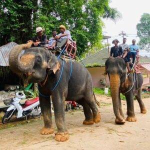 Pic - City Tour - Elephant 3 - Chummy - Best Phuket Travel