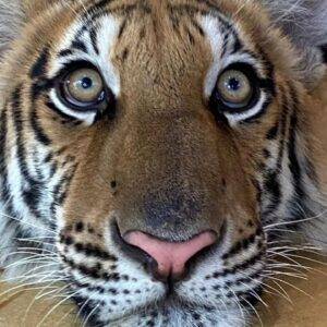 Pic - City Tour - Tiger 1 - Chummy - Best Phuket Travel