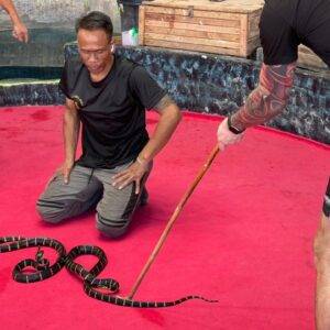 Pic - Snake Show - Chummy - Best Phuket Travel