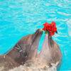 Dolphins Bay Phuket 2 - Best Phuket Travel