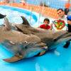Dolphins Bay Phuket 3 - Best Phuket Travel