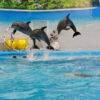 Dolphins Bay Phuket 5 - Best Phuket Travel