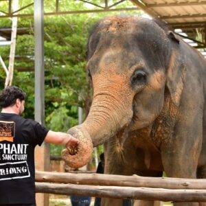 Feed Me Premium 1 - Elephant Jungle Sanctuary - Best Phuket Travel