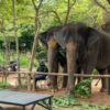 Pic - Elephant Feeding 1 - Flying Hanuman - Best Phuket Travel