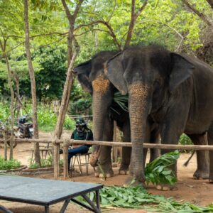 Pic - Elephant Feeding 1 - Flying Hanuman - Best Phuket Travel